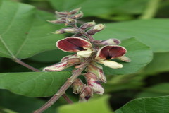 Rhynchosia volubilis